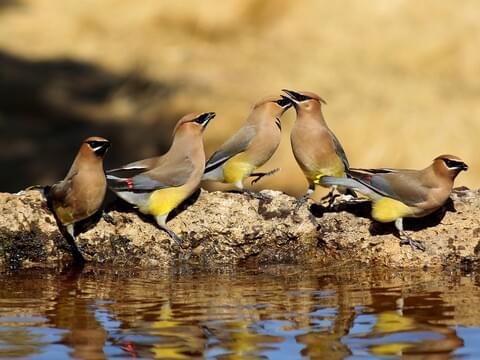 udskiftelig Kiks Lånte Cedar Waxwing Identification, All About Birds, Cornell Lab of Ornithology