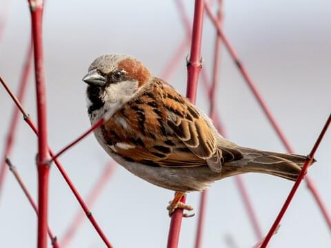 House Sparrow Identification, All About Birds, Cornell Lab of