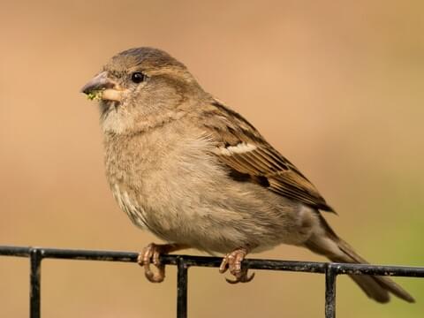 House Sparrow Identification, All About Birds, Cornell Lab of Ornithology