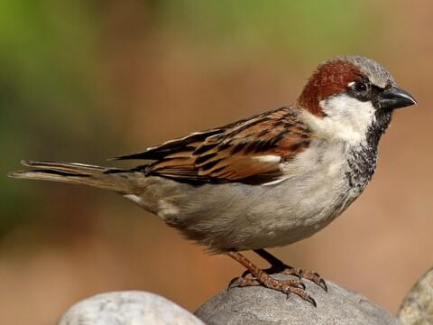 House Sparrow