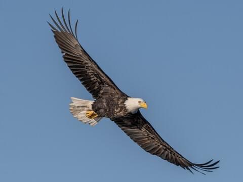 Bald Eagle Identification, All About Birds, Cornell Lab of Ornithology