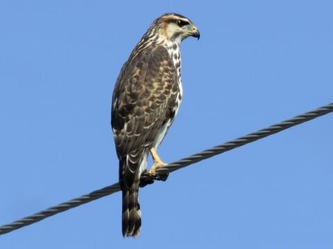 Gray Hawk Identification, All About Birds, Cornell Lab of Ornithology