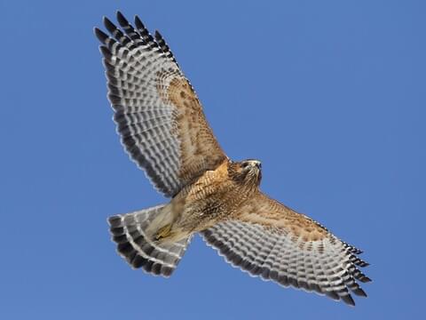 Red-shouldered Hawk Identification, All About Birds, Cornell Lab of  Ornithology