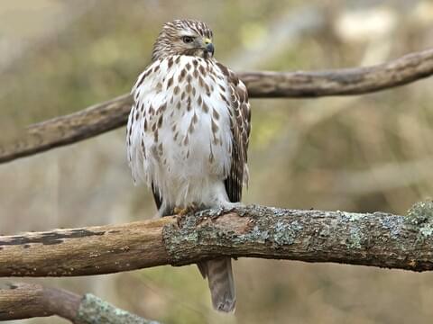 How Much Weight Can a Hawk Carry?