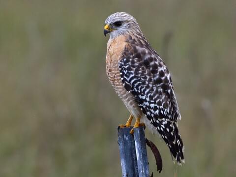 Red Hawk