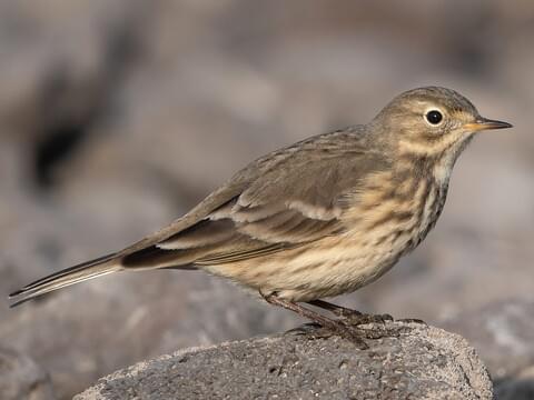 American Pipit Nonbreeding adult/immature (rubescens group)