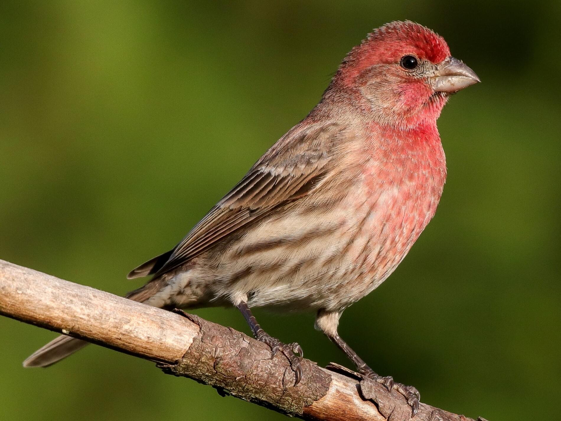 House Finch | Celebrate Urban Birds