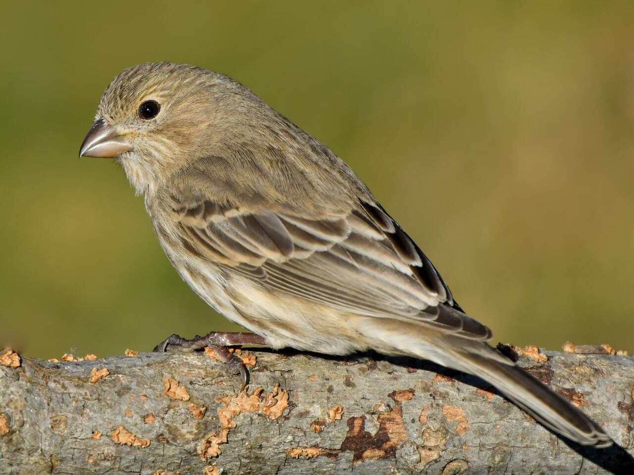 House Finch