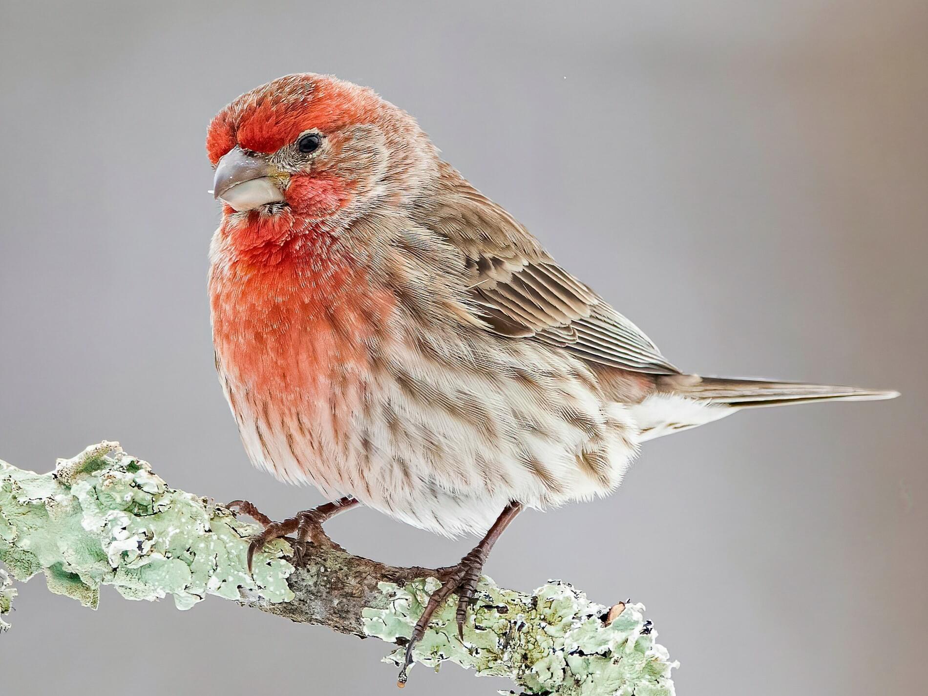 House Finch | Celebrate Urban Birds