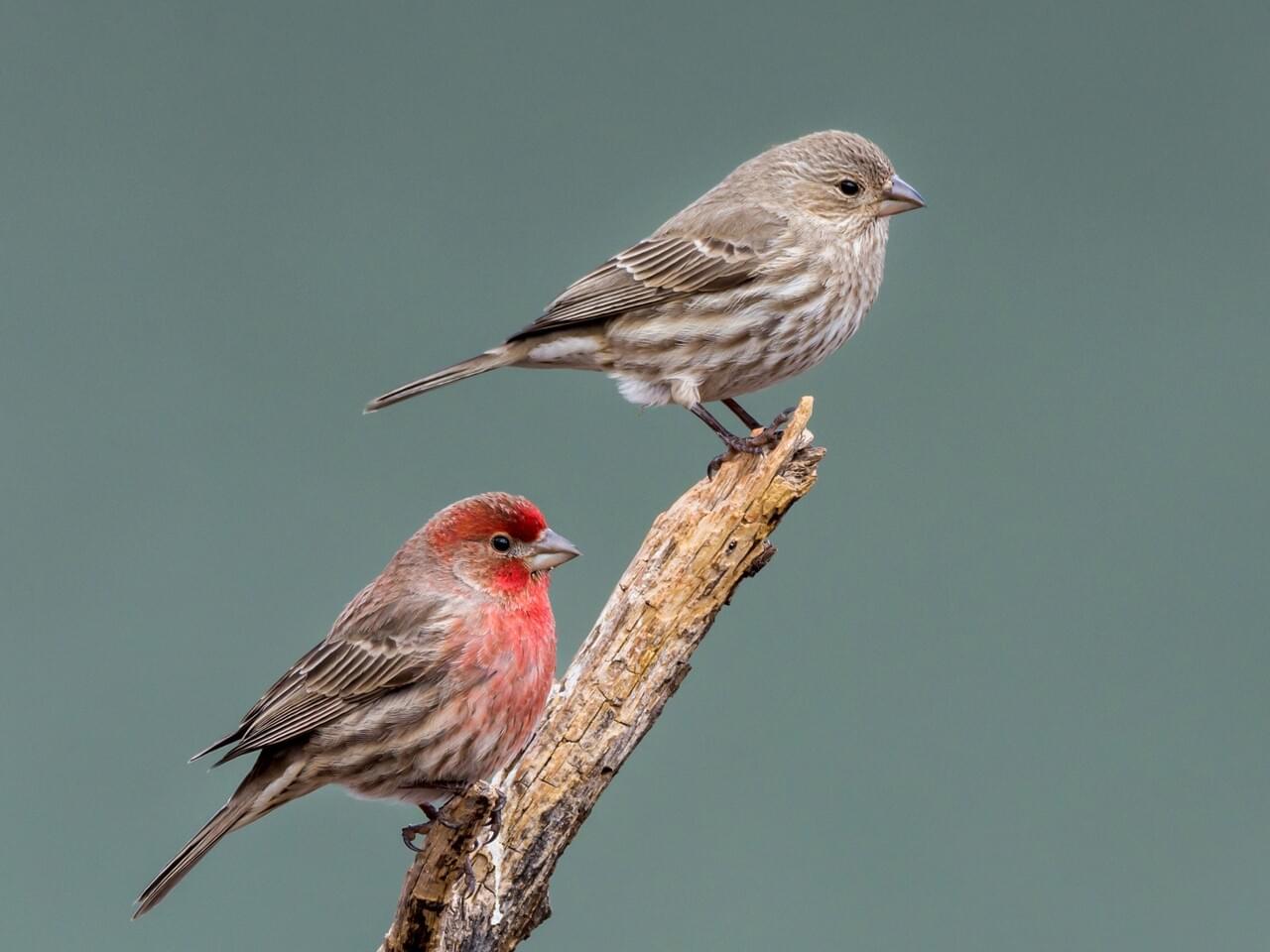 House Finch