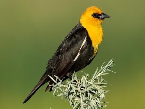 Yellow-headed Blackbird Adult male