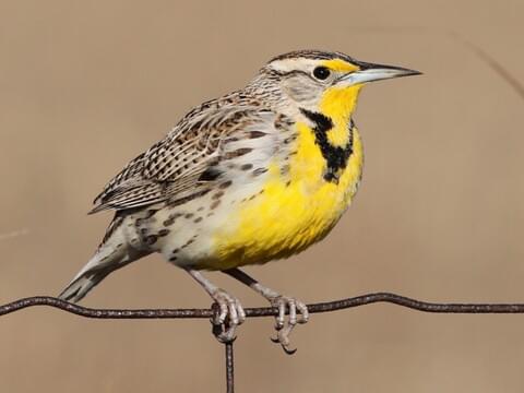 Western Meadowlark Identification, All About Birds, Cornell Lab of Ornithology