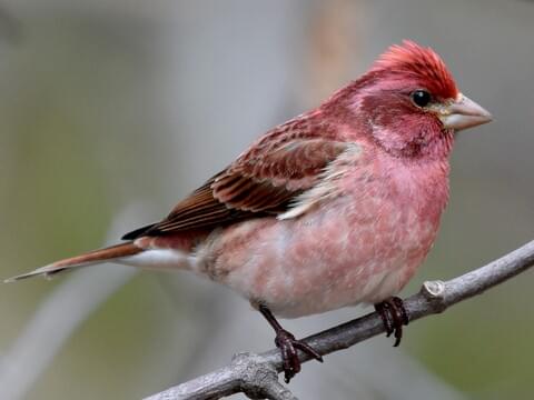 Purple Finch Identification, All About Birds, Cornell Lab of Ornithology