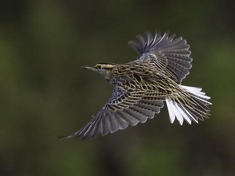 Meadowlark