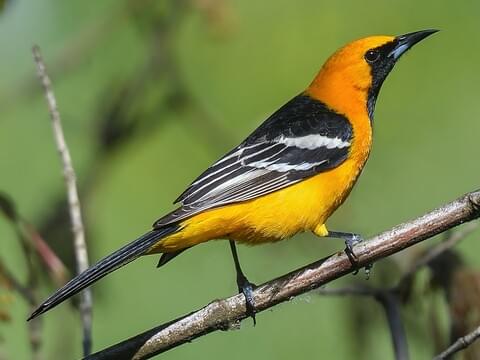Hooded Oriole Adult male