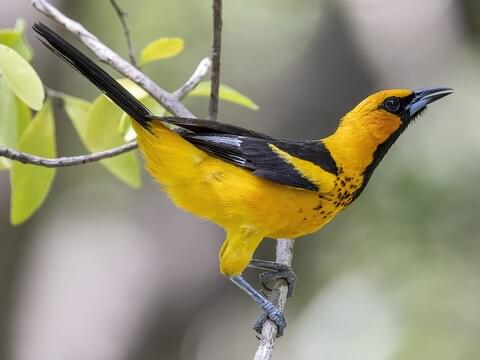Spot-breasted Oriole Adult