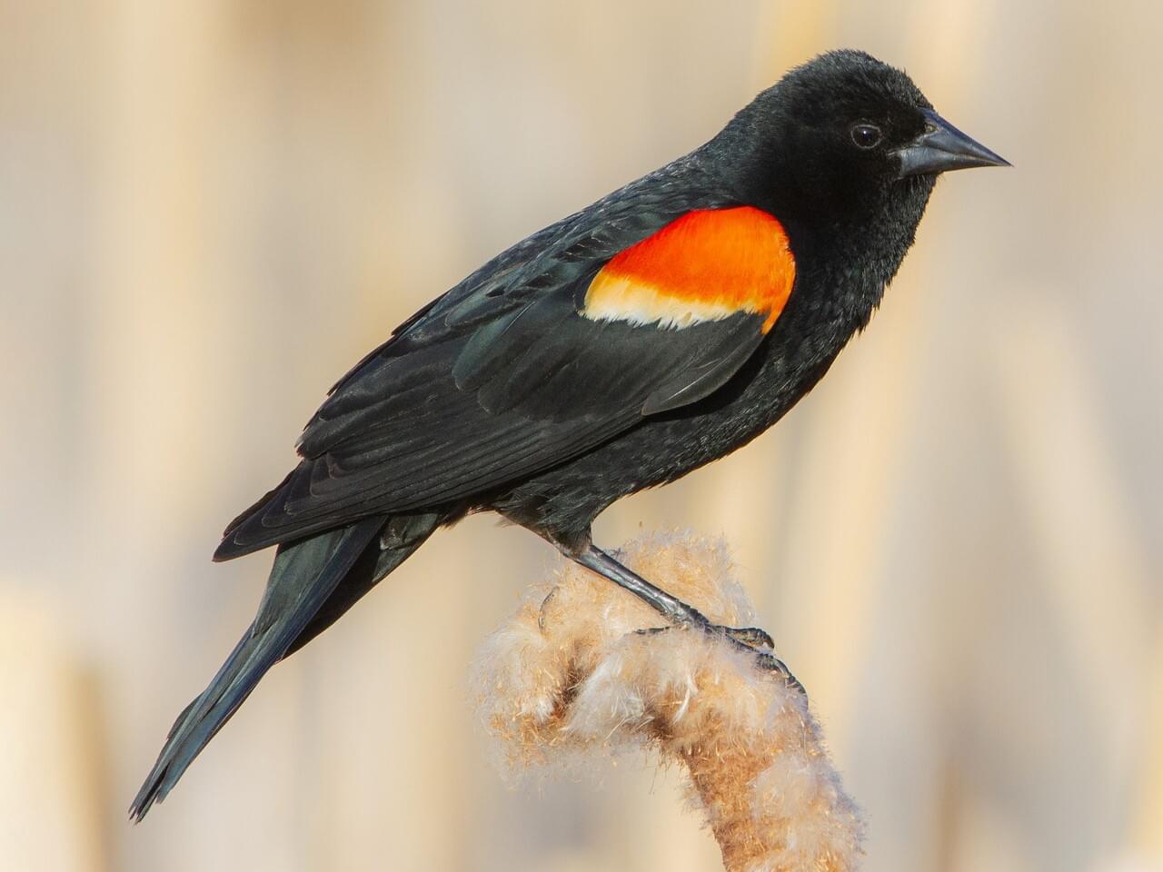 Red-winged Blackbird Breeding male (Red-winged)