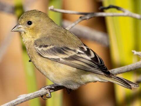 Lesser Goldfinch | Celebrate Urban Birds