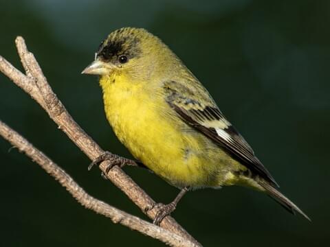 Lesser Goldfinch - NestWatch
