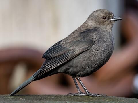 Brewer's Blackbird Identification, All About Birds, Cornell Lab of 