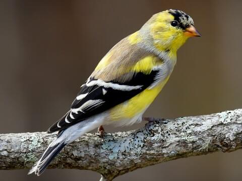 Goldfinches portrait