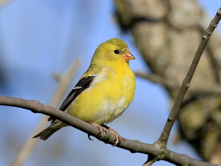 American Goldfinch - NestWatch