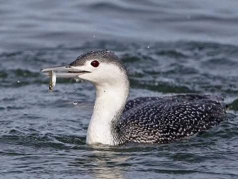 Ny mening De er siv Red-throated Loon Identification, All About Birds, Cornell Lab of  Ornithology