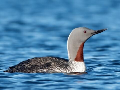 Red-throated Loon Breeding adult