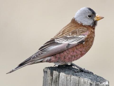 Gray-crowned Rosy-Finch Adult (Hepburn's)