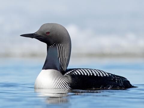 Pacific Loon Identification, All About Birds, Cornell Lab of Ornithology