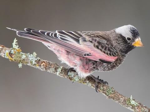 Black Rosy-Finch Nonbreeding adult