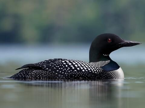 Photos and Videos for Common Loon, All About Birds, Cornell Lab of  Ornithology
