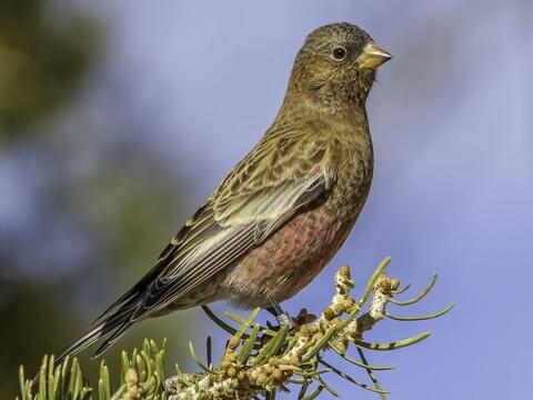 Brown-capped Rosy-Finch Nonbreeding adult