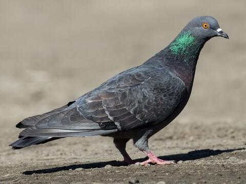 What Is The Difference Between Pigeons And Doves?