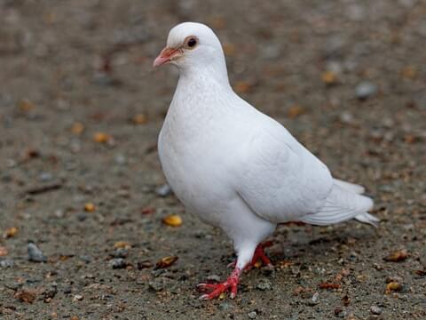 white pigeons