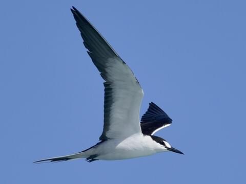 Sooty Tern Breeding adult