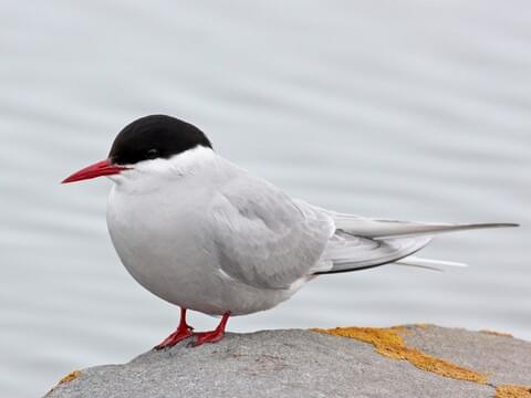 Arctic Tern Identification, All About Birds, Cornell Lab of Ornithology