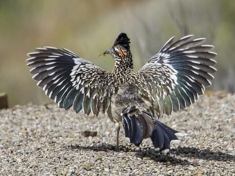 Greater Roadrunner Identification, All About Birds, Cornell Lab of