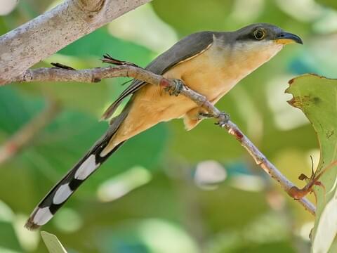 Mangrove Cuckoo Adult