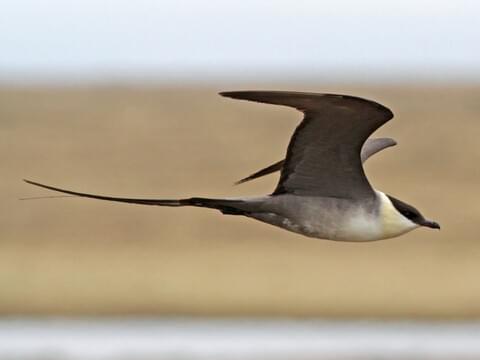 Long-tailed Jaeger Adult