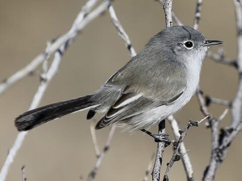 Black-tailed Gnatcatcher Identification, All About Birds, Cornell Lab of  Ornithology