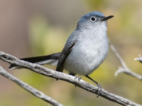 BLUE-GRAY GNATCATCHER – Birds of Nebraska – Online