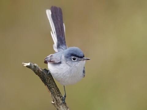 Blue Gray Gnat Catcher, I love these little gnat catchers. …