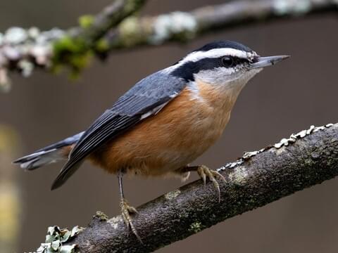 Red-breasted Nuthatch Adult male
