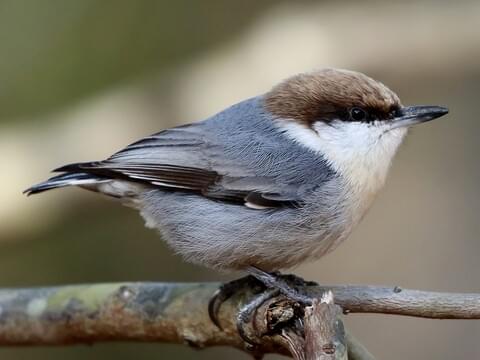 Brown-headed Nuthatch Adult