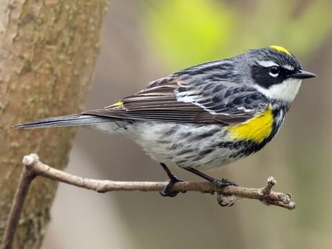 Yellow-rumped Warbler Identification, All About Birds, Cornell Lab of Ornithology