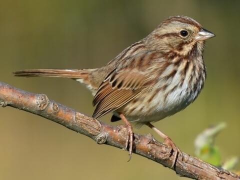 Song Sparrow