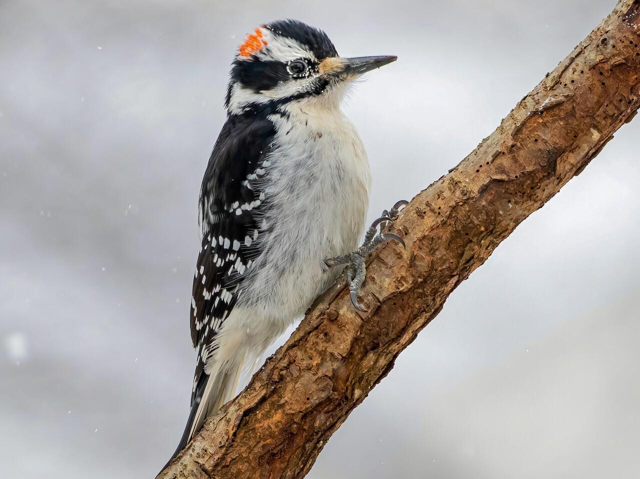 Hairy Woodpecker Male (Eastern)