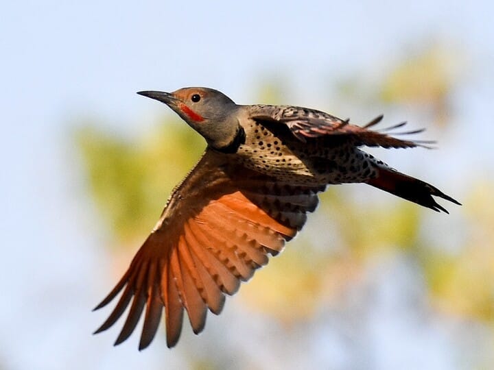 Northern Flicker Male (Red-shafted)