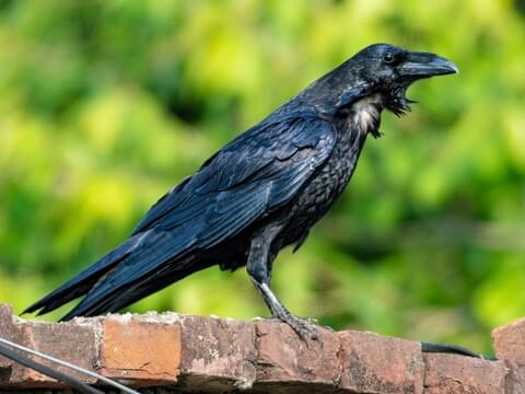 Rook, Bird Identification Guide